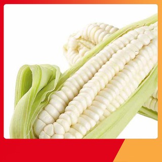 Hạt Giống Ngô Nếp