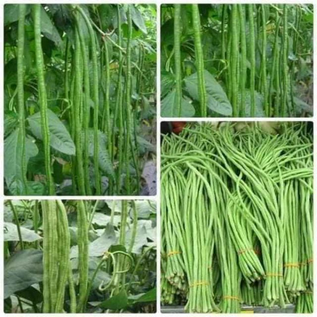 50H - #Hạt_Giống_Đậu_Đũa_Xanh_Tím