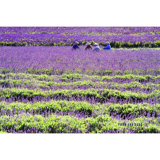 Hoa Lavender Khô Gói Giấy