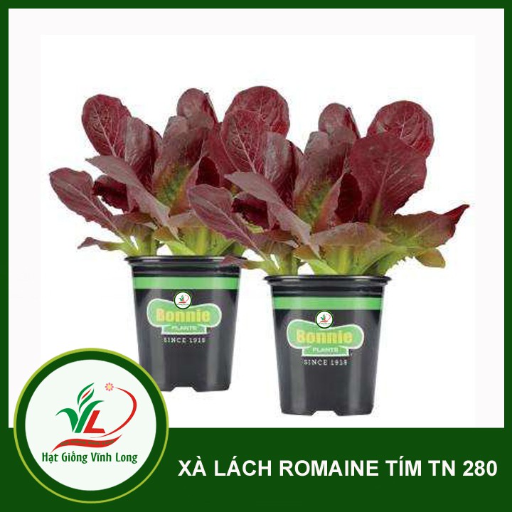 Hạt giống rau Xà Lách Romaine tím TN 280 - 1g