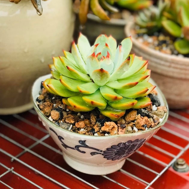 Chậu gốm Nhật - bình sake - bình hút lộc trồng sen đá, xương rồng - KHOAN LỖ FREE - Mật Gốm