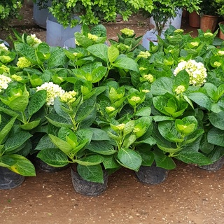 [Kèm 500g trùn quế] Cây Cẩm Tú Cầu nhiệt đới 2 size lựa chọn, hàng có hoa t3-t6