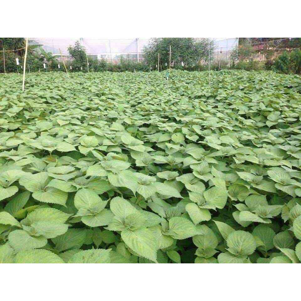 Nấm đối kháng Tricho phân vi sinh vật TRICHODERMA GÓI 1kg - Ủ phân hữu cơ trồng rau sạch