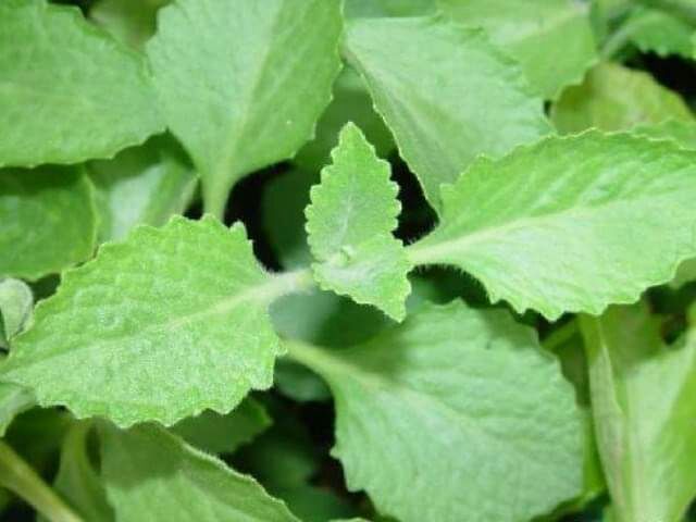 Siro ho handmade 360ml