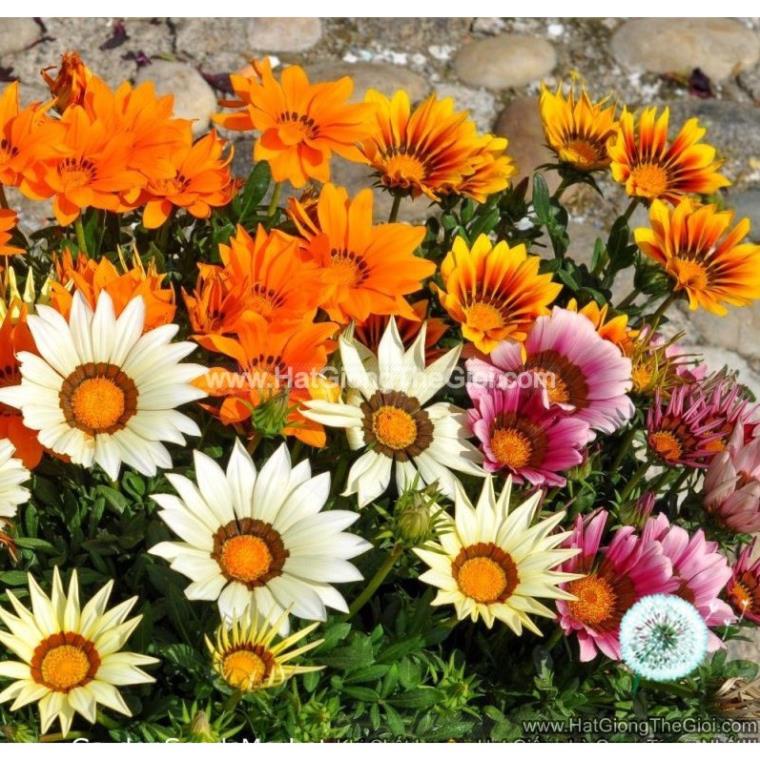 50h Hạt Giống Cúc Huân Chương Mix Màu (C3.204| B38*V22)