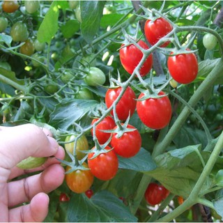 10H - hạt giống cà chua cherry rũ đỏ