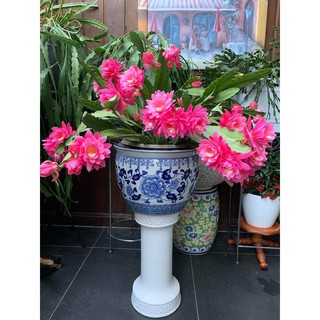 hoa Đại Nhật Quỳnh có 8 màu ra hoa vào Tết