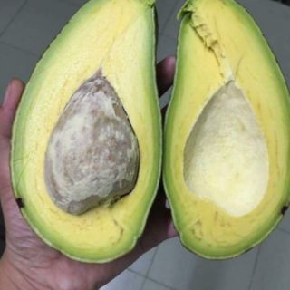 Bơ sáp đà lạt