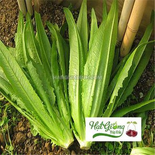 hạt giống rau diếp thơm 300 hạt LINH NGOC