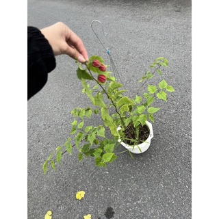 cây bụp lồng đèn