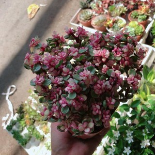 Cây đô la hồng giống mới