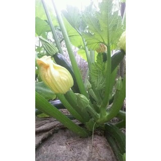 Hạt Giống Bí Ngòi Xanh ( Zucchini )