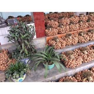 ⚡️[Flash Sale] Hành khô Kinh Môn Hải Dương (Đặc sản hàng ta khô Kinh môn)