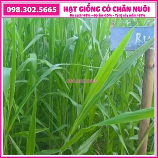 Hạt giống cỏ Ruzi - gói 100g cỏ xả chịu bóng râm, giẫm đạp dùng chăn nuôi trâu, bò, dê...