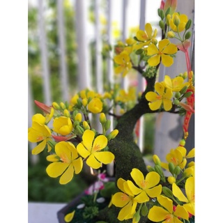 20 HOA MAI ĐẤT SÉT NHẬT ( ĐK ~4CM)