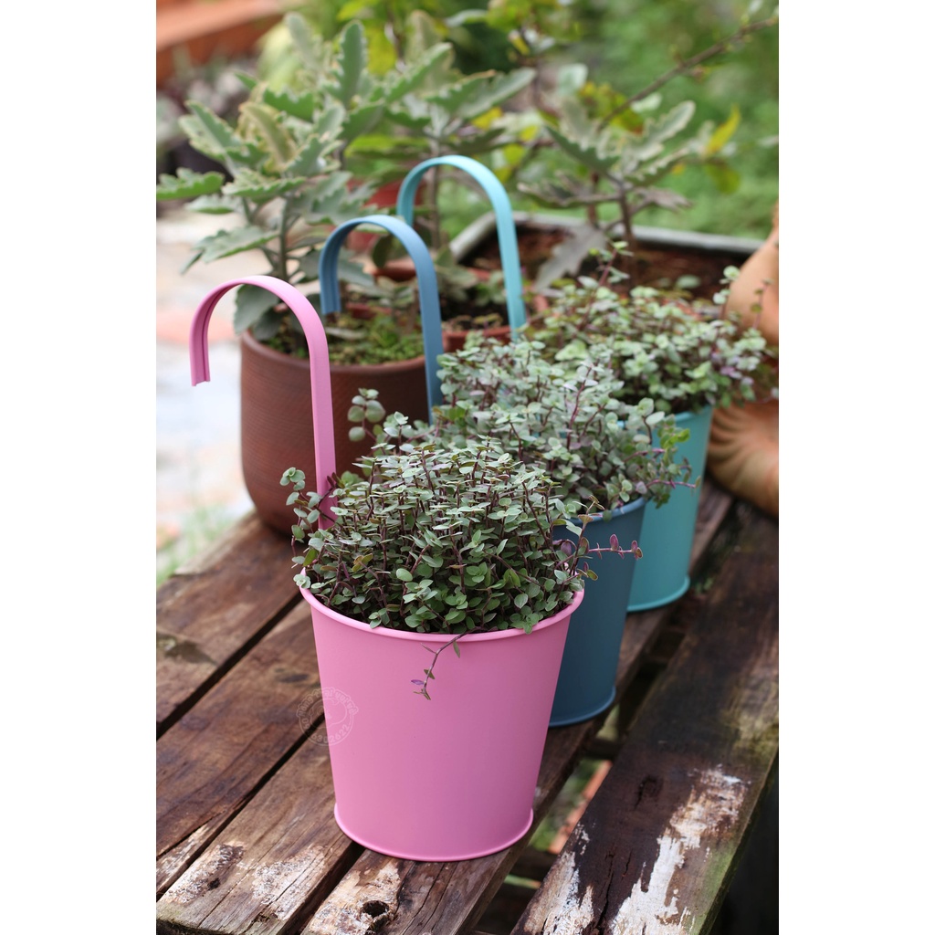 Chậu Treo Ban công, Cổng nhà - Phong Cách Châu Âu