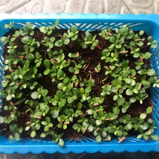 Combo 10 cây con giống sứ thái cánh kép từ 3 đến 5 lớp đủ màu