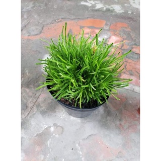 Cây Cỏ Mây- tặng kèm phân bón