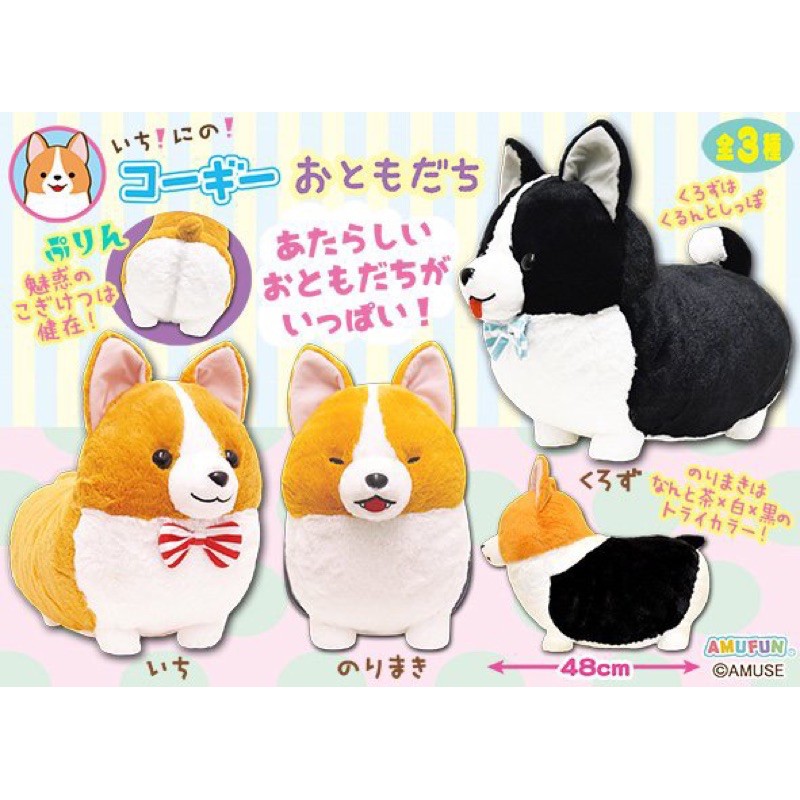 Chó Corgi bông nhe răng hàng Amu chuẩn sịn