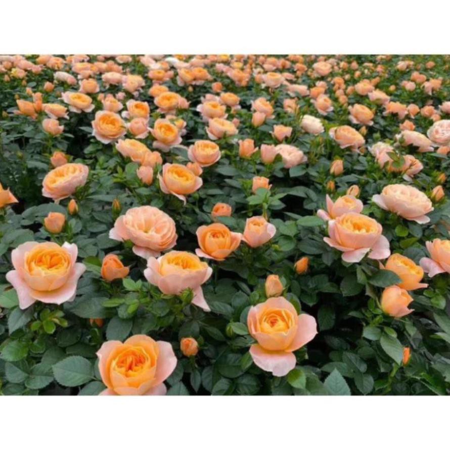 Combo 10 cây hoa hồng tỉ muội siêu bông  - Mua 10 tặng 2 và 1 gói kích rễ