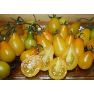 Hạt Giống Cà Chua Lê Vàng