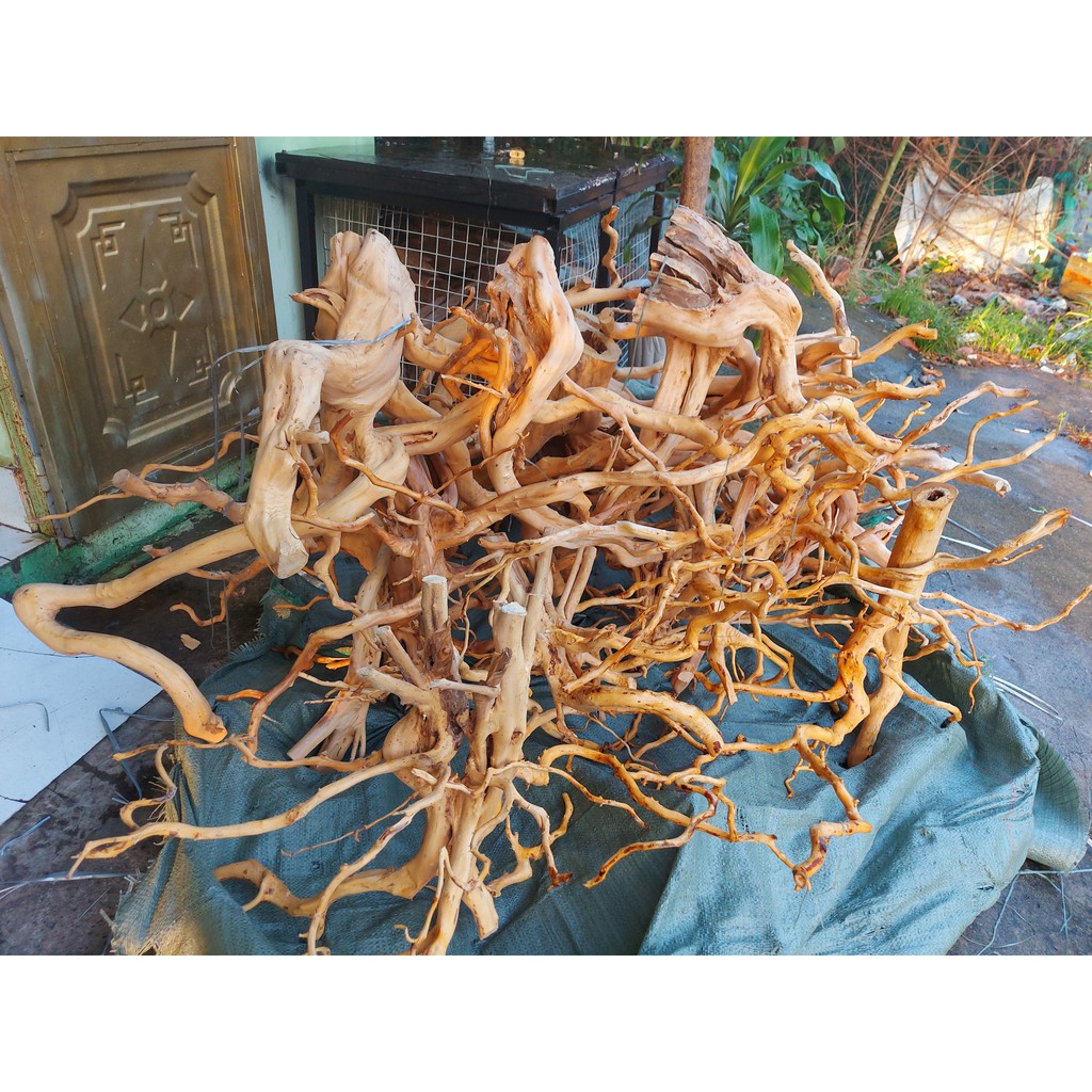 LŨA NHÁNH ĐỖ QUYÊN TRANG TRÍ HỒ CÁ THUỶ SINH