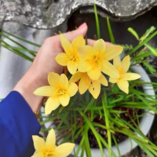 1 củ huệ mưa màu vàng. Củ to