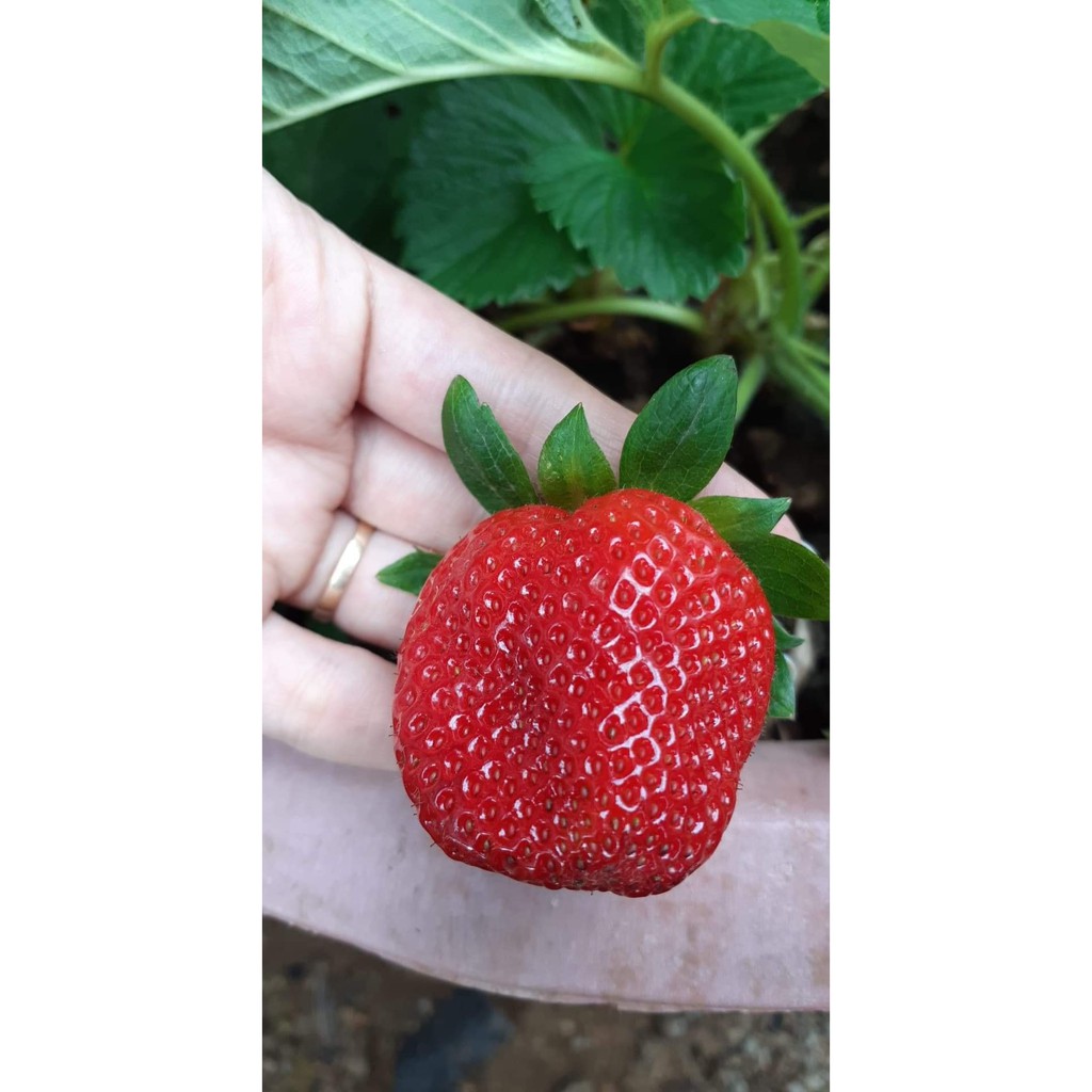 50 Hạt giống dâu tây đỏ chịu nhiệt tốt f1 Strawberry super