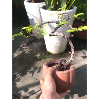 Cây me Thái Bonsai