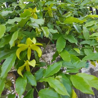 Cây hoa dẻ ( thơm lắm ạ! cây cao từ 45-70cm)có cây có sẵn nụ hoa luôn!