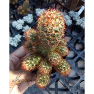 xương rồng trụ thiên ( lồng đèn )