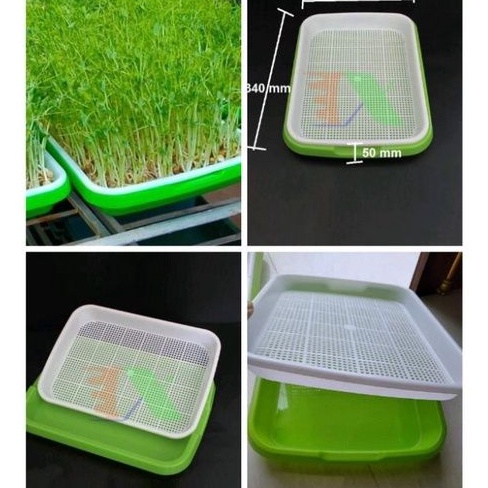 Khay trồng rau mầm thủy canh chuyên dụng loại dày 34x25x5cm