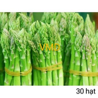 Hạt giống Măng Tây Xanh