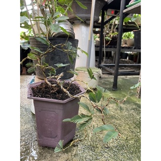 Cây Trinh nữ bonsai dáng thác đổ