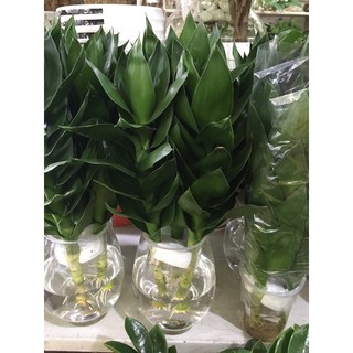 Cây Phát lộc thủy sinh