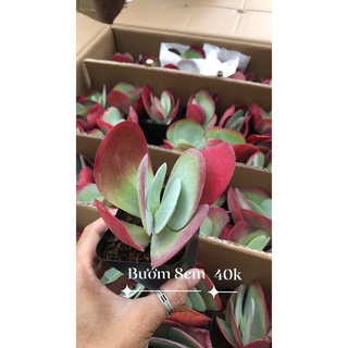 Sen Đá Cánh Bướm 8cm