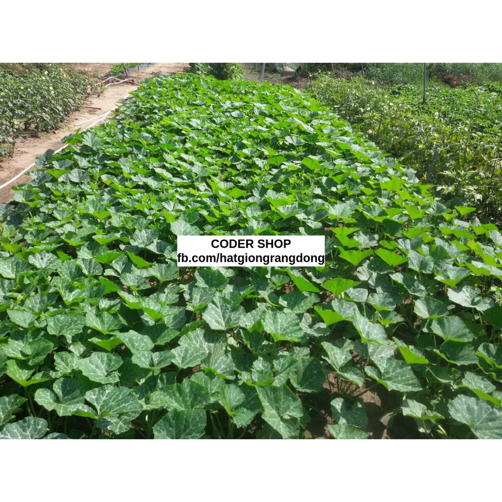 Hạt Giống Bí Siêu Ngọn Rạng Đông 20Gram