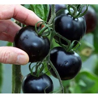 Hạt giống quả cà chua đen