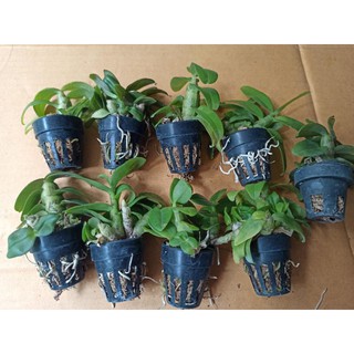 Hoa lan phi điệp 5 cánh trắng mắt đỏ
