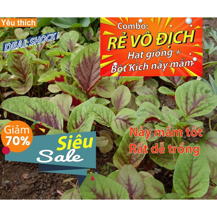 [Combo rẻ vô địch HẠT GIỐNG + GÓI HỖ TRỢ  NẢY MẦM] - 300 hạt - HẠT GIỐNG RAU DỀN