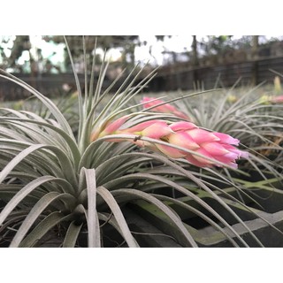 Cây không khí Hồng Hạnh