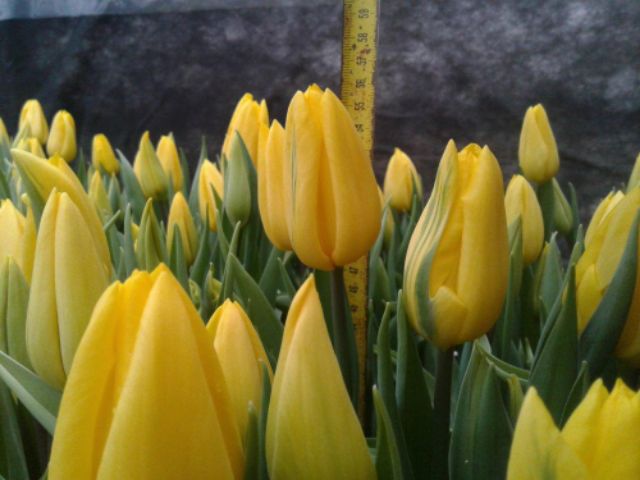 Củ hoa tulip màu vàng đẹp lung linh trồng tết