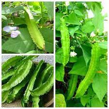 Hạt giống đậu rồng (hàng công ty đóng gói - tặng kèm phân)
