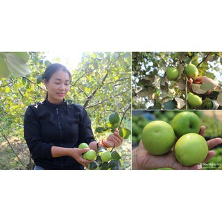 2 CÂY GIỐNG TÁO THÁI DA XANH