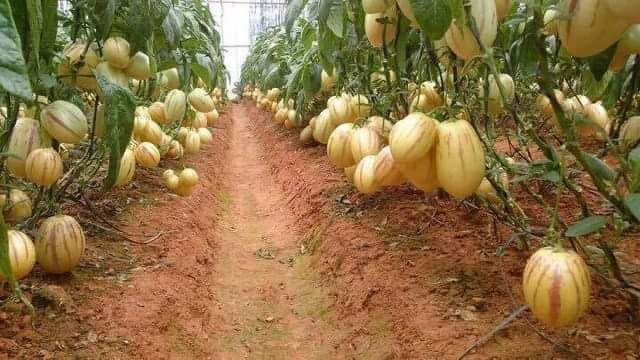 HẠT GIỐNG DƯA PEPINO