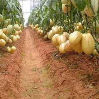 HẠT GIỐNG DƯA PEPINO