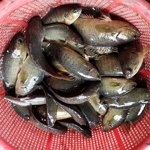 Combo 5 Xà Di Đặt Cá Rô và hướng dẫn bài mồi đặt cá rô hiệu quả