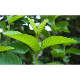 Lá ổi tươi sạch 100% 500g #laoisach