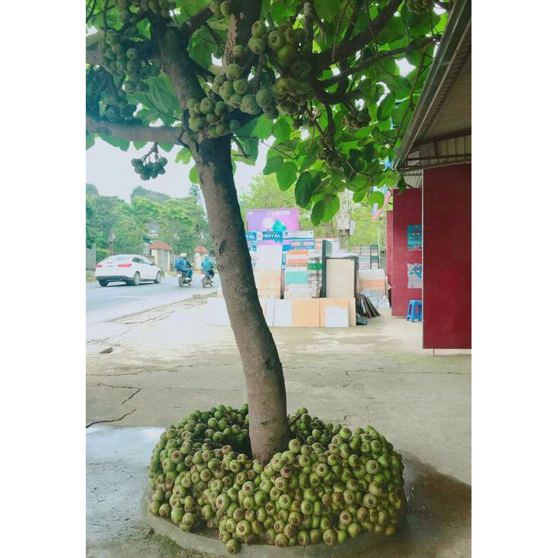 Cây Vả mật giống