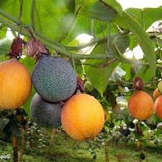 Hạt giống chanh leo Colombia ngọt (5 H)